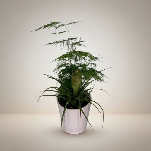 Saksıda Asporgus ve Tillandisia